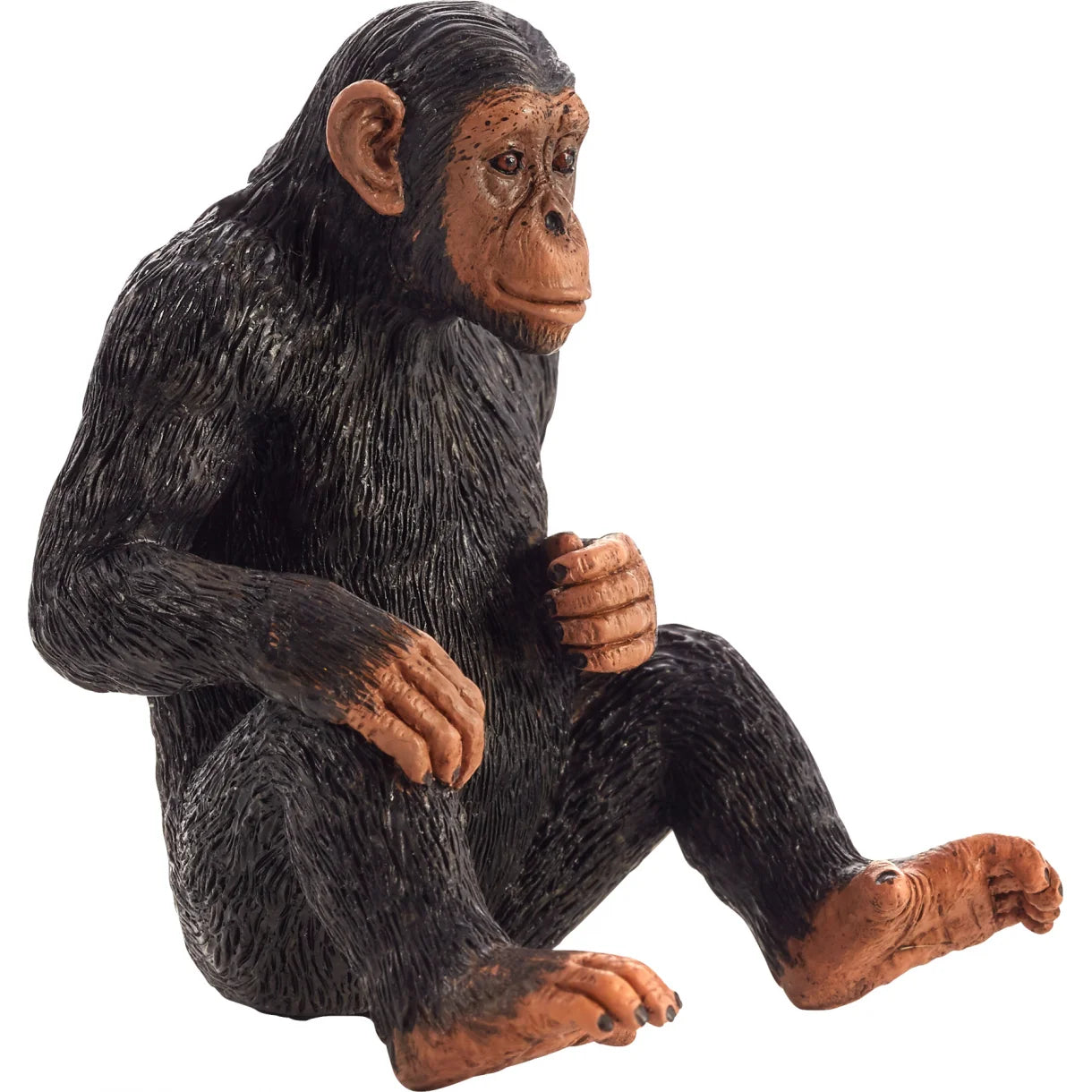 Mojo - Chimpanse